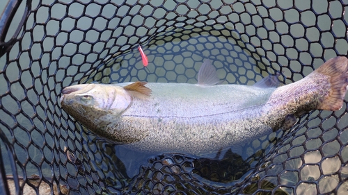 トラウトの釣果