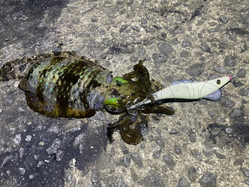 アオリイカの釣果