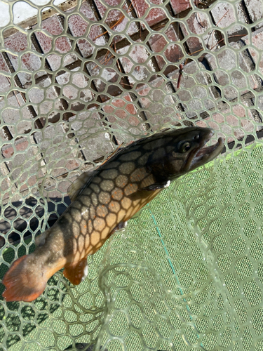 ブラウントラウトの釣果