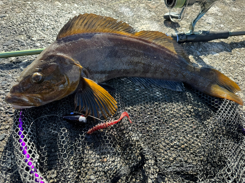 アイナメの釣果