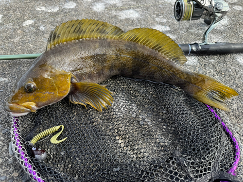 アイナメの釣果