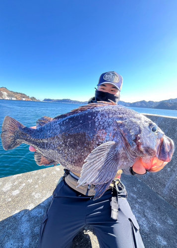 マゾイの釣果