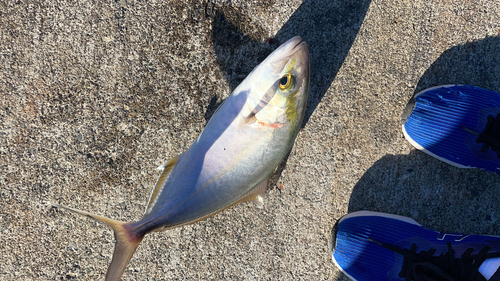 カンパチの釣果