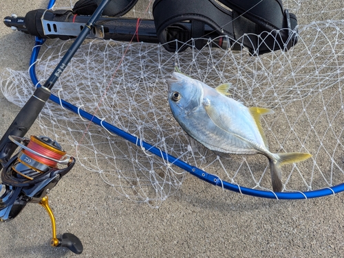 メッキの釣果