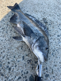 チヌの釣果