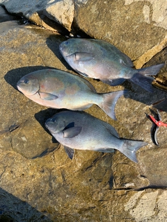 グレの釣果