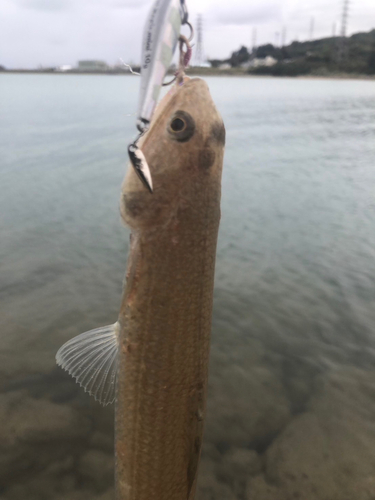 エソの釣果