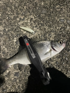 セイゴ（マルスズキ）の釣果