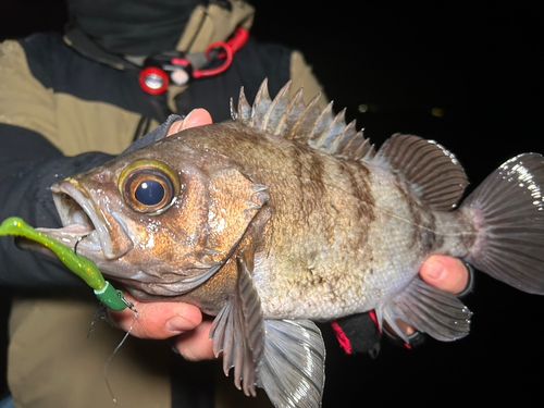 シロメバルの釣果