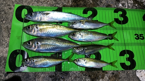 アジの釣果