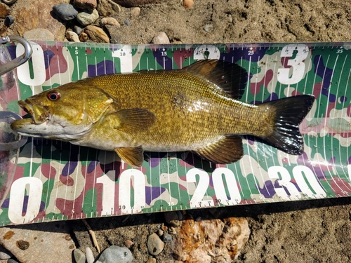 スモールマウスバスの釣果