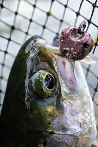 ニジマスの釣果