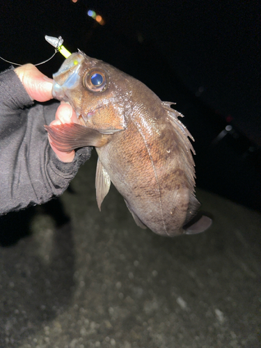 シロメバルの釣果