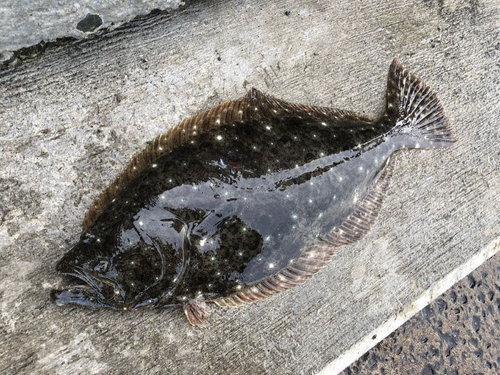 ヒラメの釣果