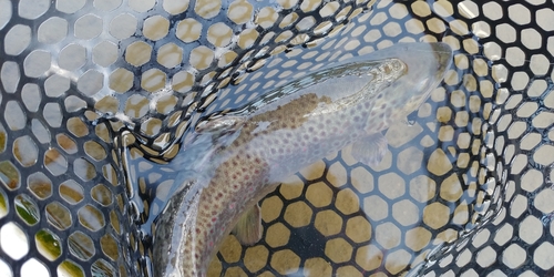 ブラウントラウトの釣果