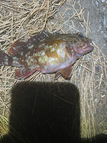 カサゴの釣果