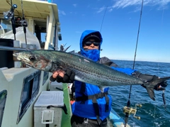 サワラの釣果