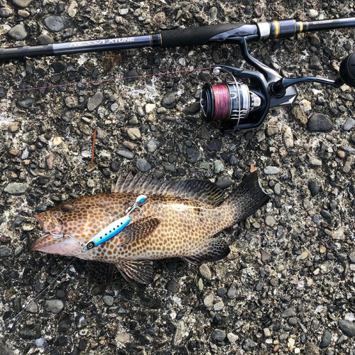 オオモンハタの釣果