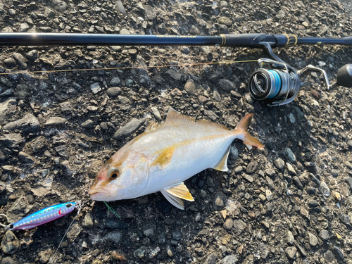 ショゴの釣果