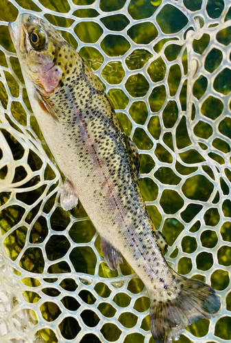 ニジマスの釣果