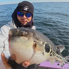 トラフグの釣果