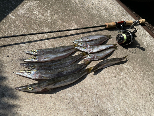 ヤマトカマスの釣果