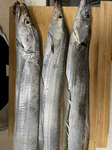 タチウオの釣果