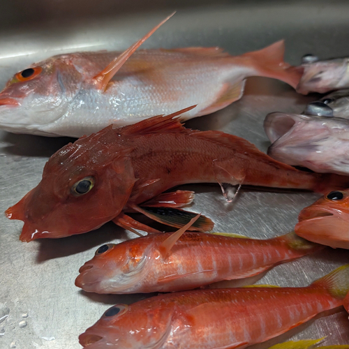 ソコカナガシラの釣果