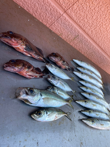 アカカマスの釣果