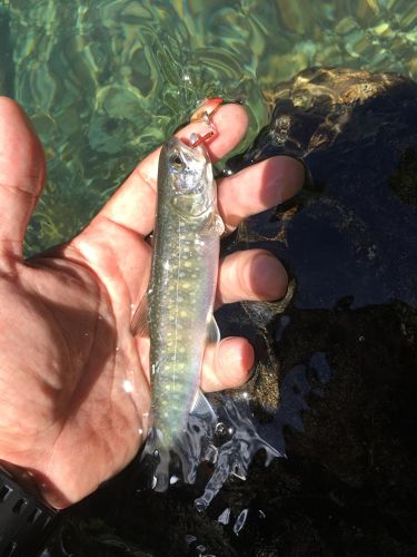 ニッコウイワナの釣果