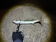カマスの釣果