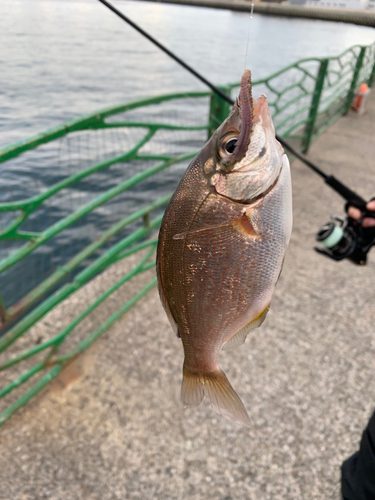 ウミタナゴの釣果