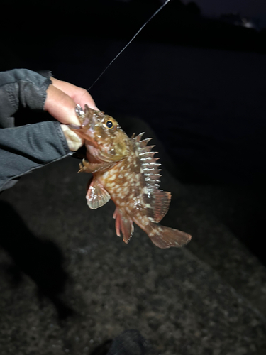 カサゴの釣果