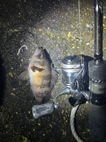 シロメバルの釣果