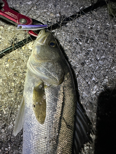 シーバスの釣果