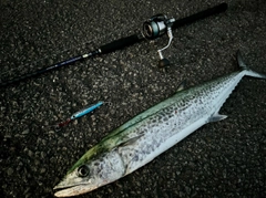 サワラの釣果
