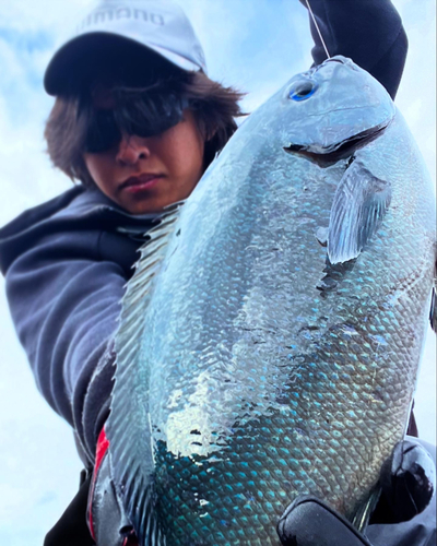 クロメジナの釣果