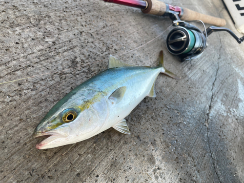 ワカシの釣果