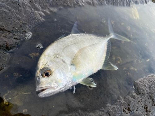 メッキの釣果