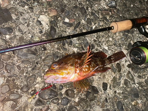 カサゴの釣果