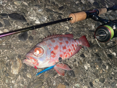 キントキダイの釣果