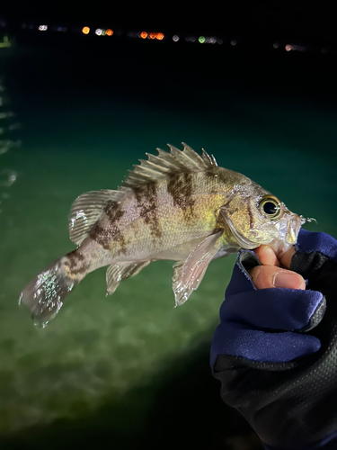 メバルの釣果