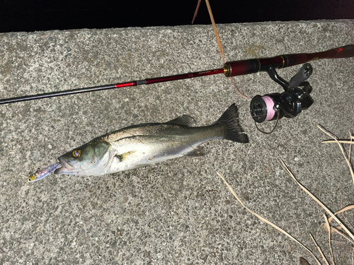 セイゴ（マルスズキ）の釣果