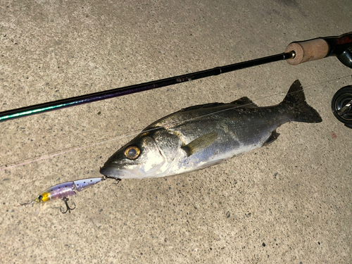 セイゴ（マルスズキ）の釣果