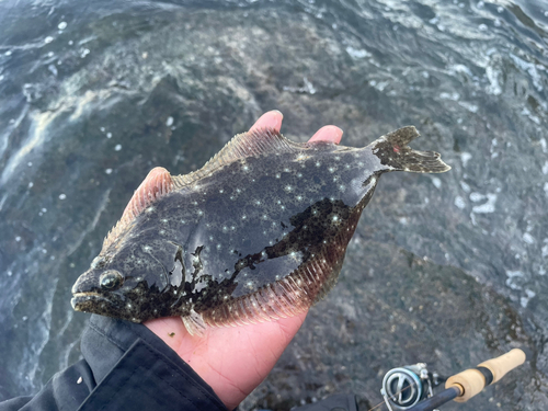 ソゲの釣果