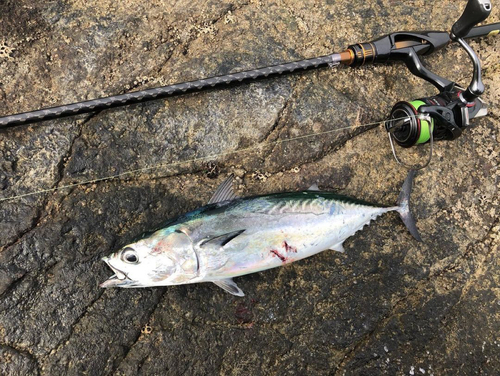 ヒラソウダの釣果