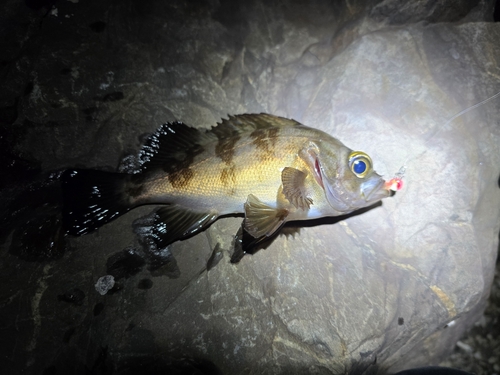 メバルの釣果