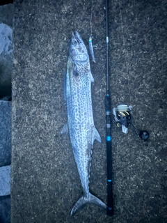 サワラの釣果