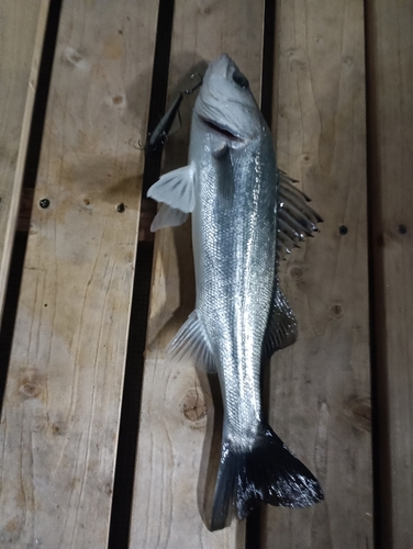 シーバスの釣果