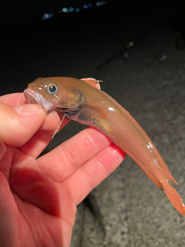 エゾイソアイナメの釣果